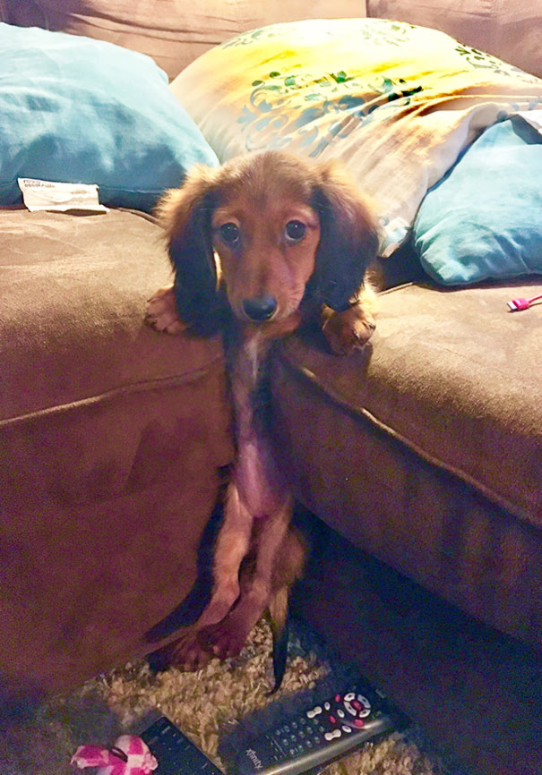 My Dauschund Puppy Got Stuck In The Couch Cushions
