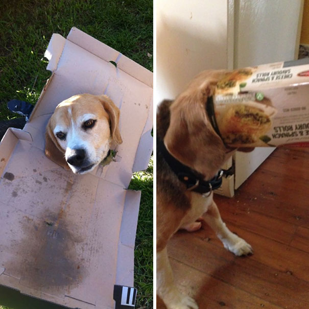 This Is Ralph. He's An Idiot