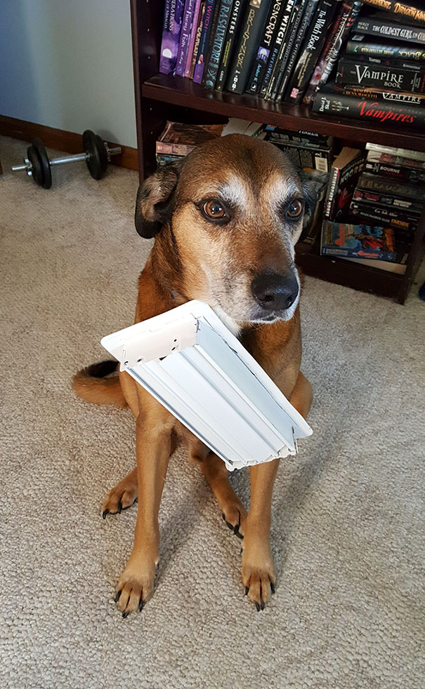 My Dog Is Special. Somehow He Got The Floor Vent Stuck To His Collar. Riped It Off The Floor Then Walked Around Like This Was Normal