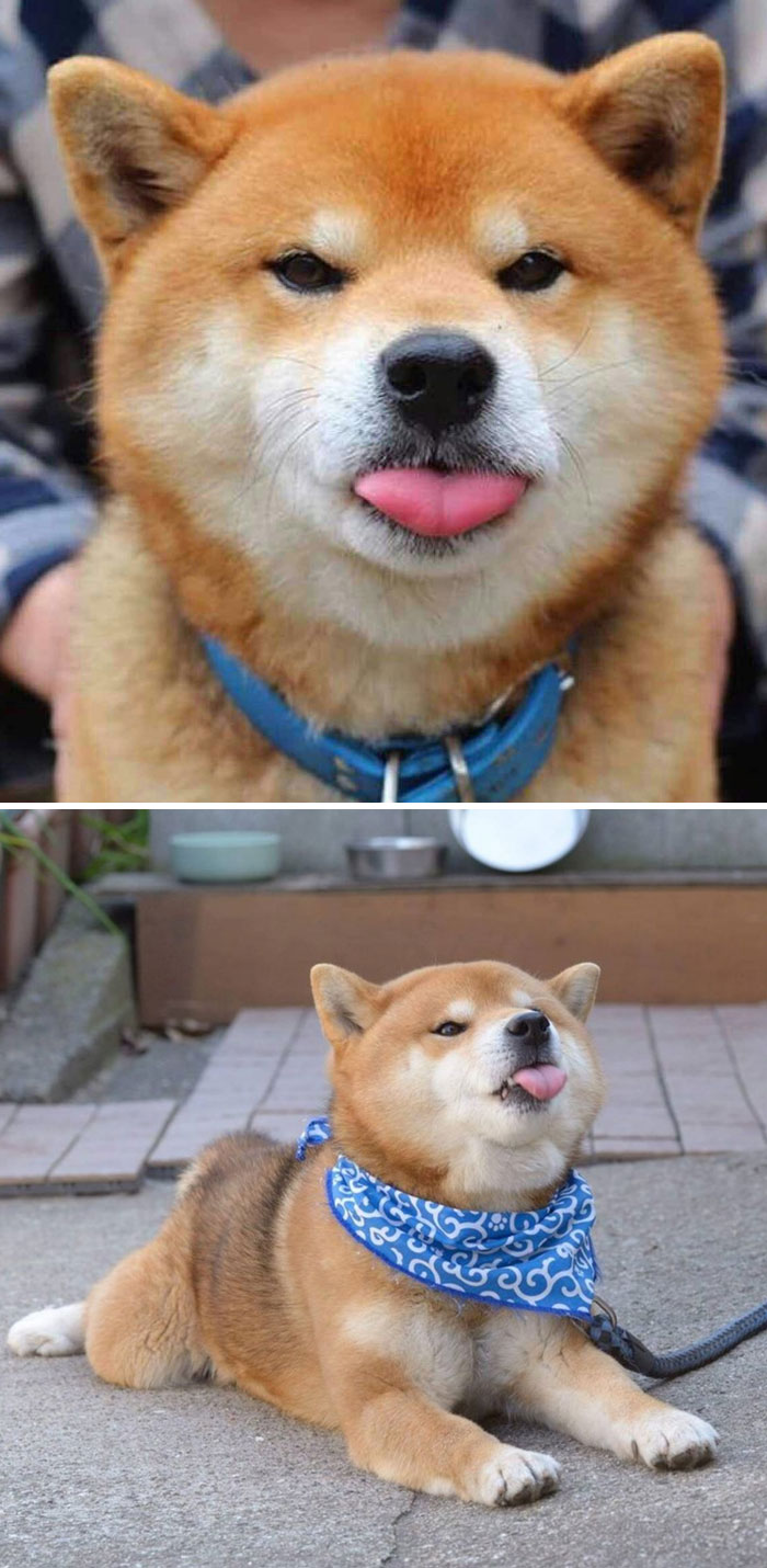 Meet Ryuji, The Most Expressive Shiba From Japan