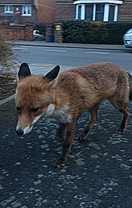 Guy Gets Too Close To Wild Fox While Snapchatting It, Fox Steals His Wallet