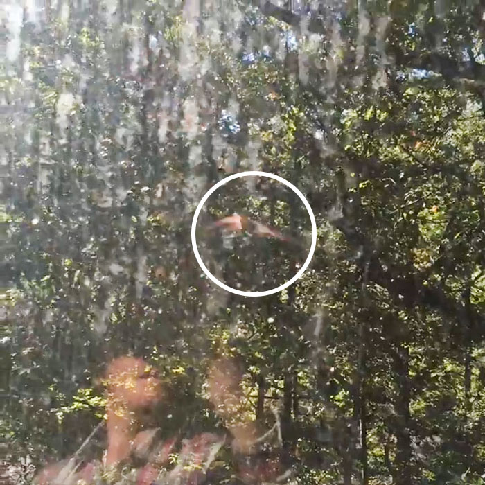 Guy Pays $800 To Get 40+ Bats Out Of His Attic, Doesn't Expect Contractors To Do This Guy Pays $800 To Get 40+ Bats Out Of His Attic, Doesn't Expect Contractors To Do This