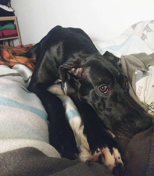 9 Adorable "Awkward Moments" Every Couple With A Dog Will Relate To 9 Adorable "Awkward Moments" Every Couple With A Dog Will Relate To