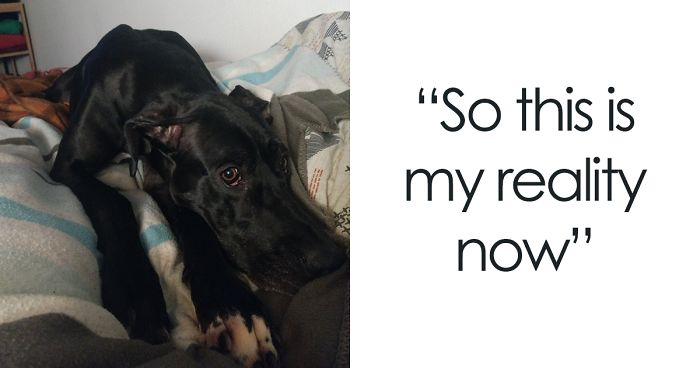 9 Adorable “Awkward Moments” Every Couple With A Dog Will Relate To