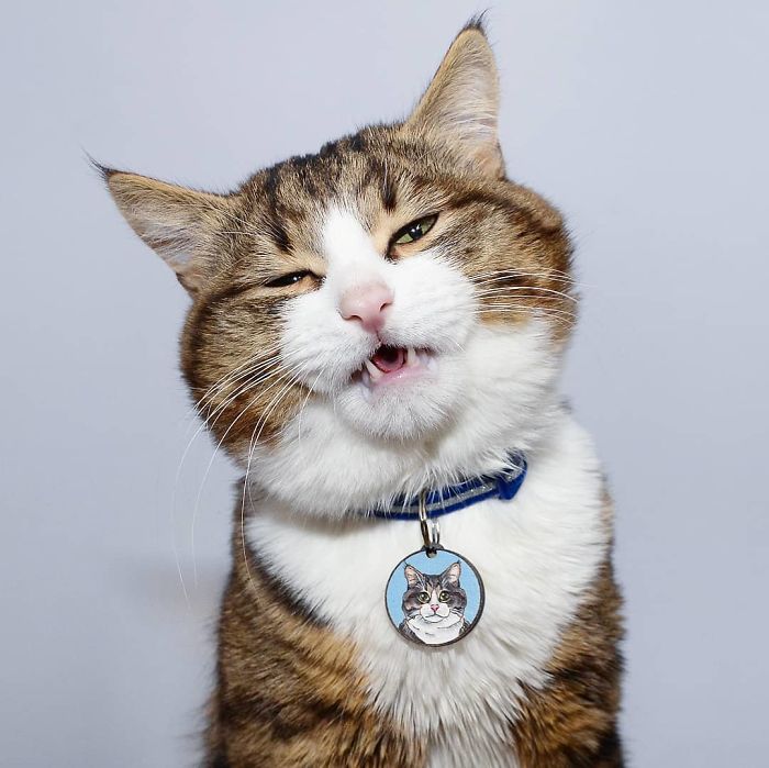 Handicapped-Cat-Rexie-The-Handicat-Dasha-Minaeva