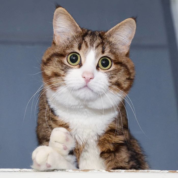 Handicapped-Cat-Rexie-The-Handicat-Dasha-Minaeva