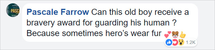 This Dog Protected A Toddler For 15 Hours In The Wild And Is Now An Honorary Police Doggo