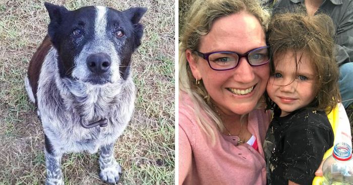 This Dog Protected A Toddler For 15 Hours In The Wild And Is Now An Honorary Police DoggoThis Dog Protected A Toddler For 15 Hours In The Wild And Is Now An Honorary Police Doggo