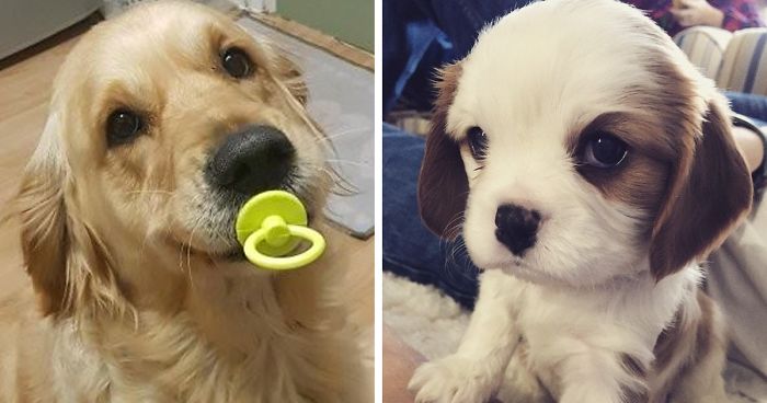 Hey, Pandas! Share The Cutest Pic Of Your Doggo When It Was Still A Pupper