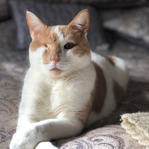 jeanniegilman avatar