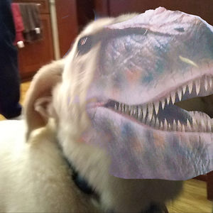 ambiguousfigure1027 avatar