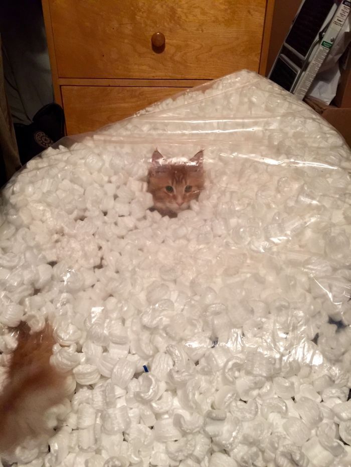 This Is His Idea Of ”helping” Us Move.