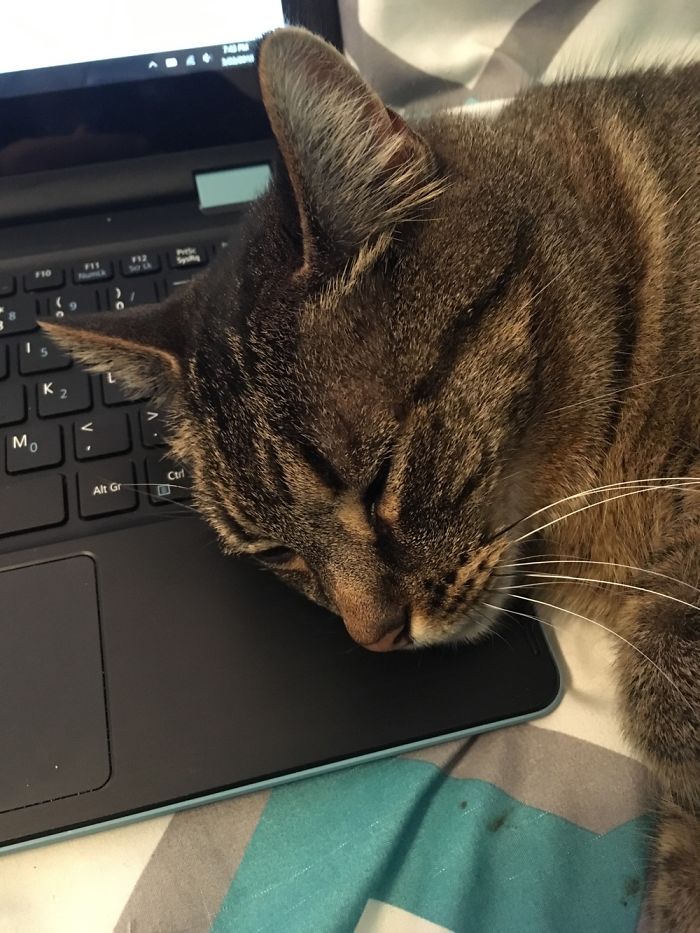 His Idea Of Helping Me With An Essay