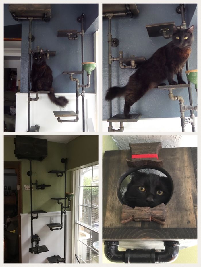 Our Cats Climbing Wall. Made It To Get His Food Up And Away From The Dog.