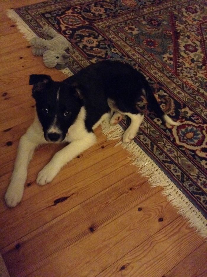 This Is Ace The 3 Month Old Border Collie. The Picture Was Taken 3 Days After We Adopted Him.