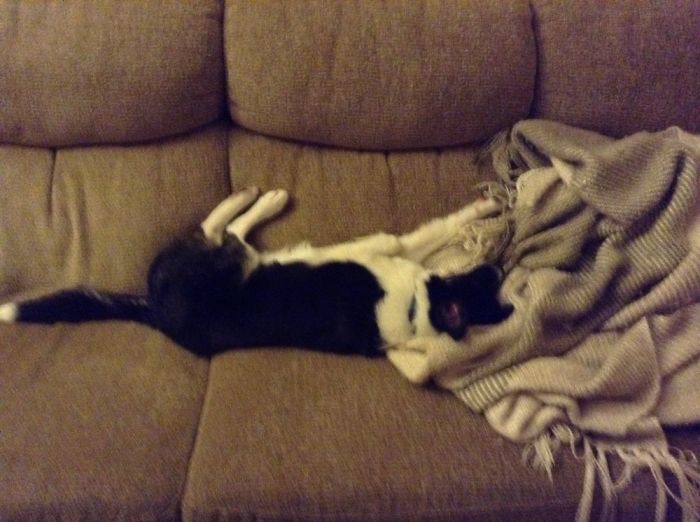 This 5 Month Old Ace Sleeping. He Loves The Blanket!