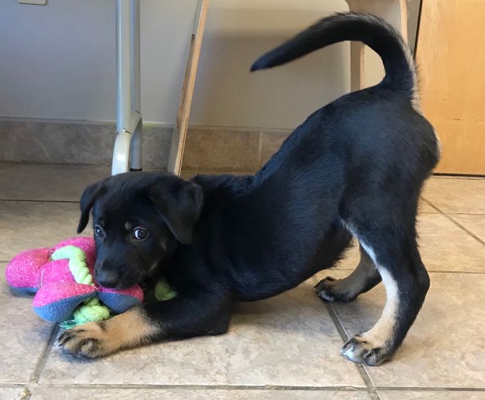 I Met My New Pup At The Humane Society. This Is The Exact Second He Noticed Me.