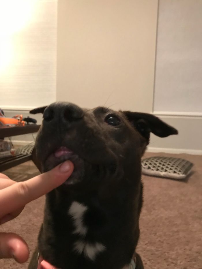 This Is Ellie, In One Of Her Derp Moments!