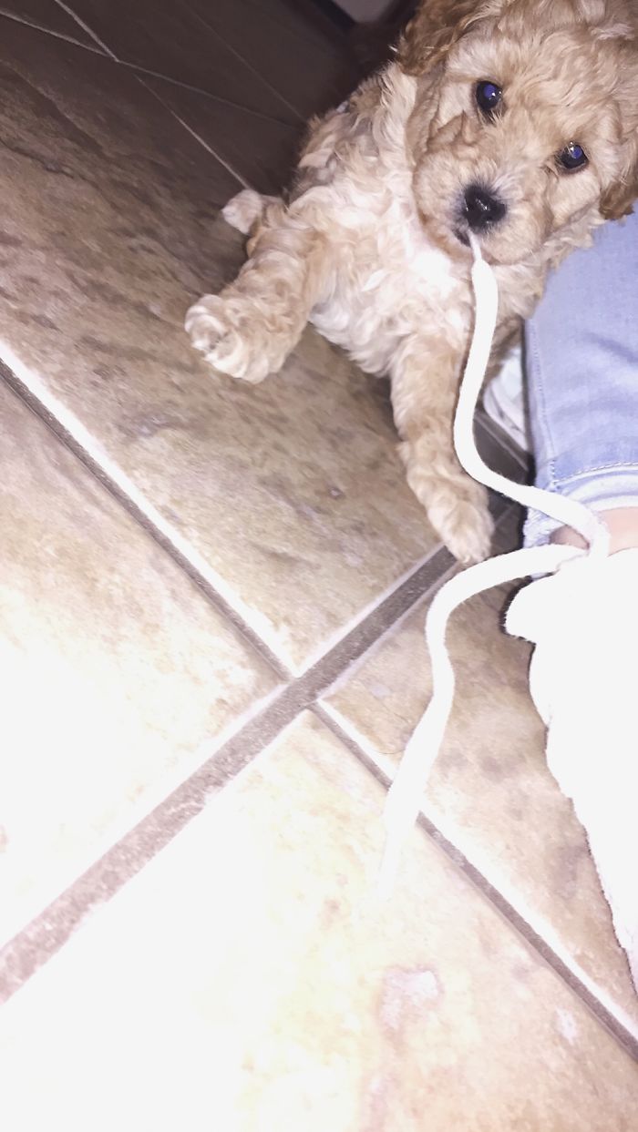 Little Mistletoe Chewing On My Shoe Lace 🤗