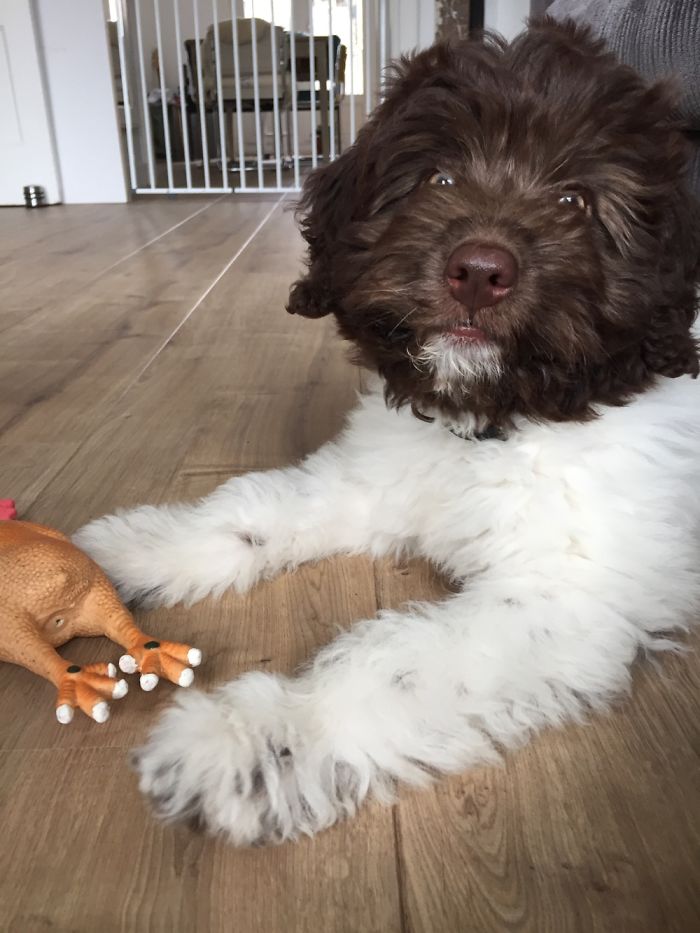 Schapendoes - 13 Weeks Old