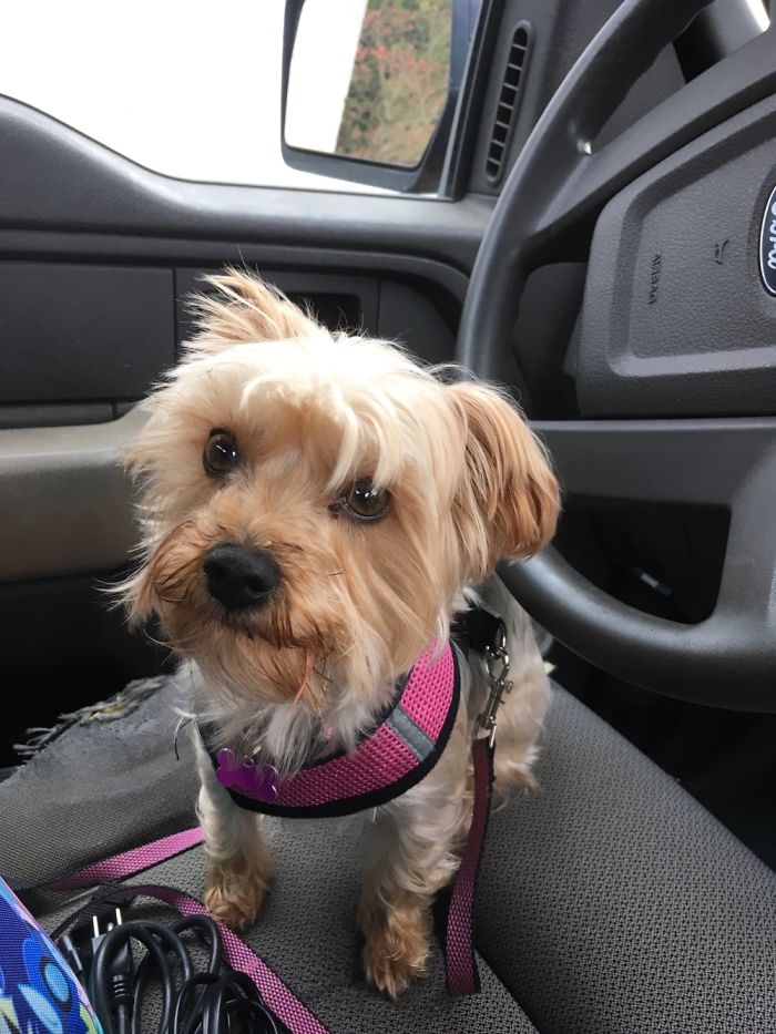 My Little Yorkie, Sweetpea