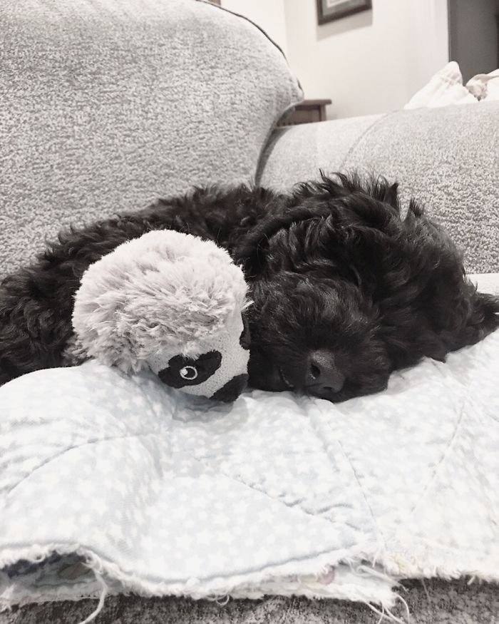 Cuddles With The Three-Toed Sloth