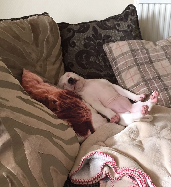 Still Didn’t Quite Figure It Out How To Dog