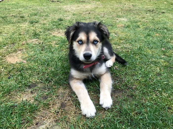 Our Rescue Pup, Whisky, At 14 Weeks