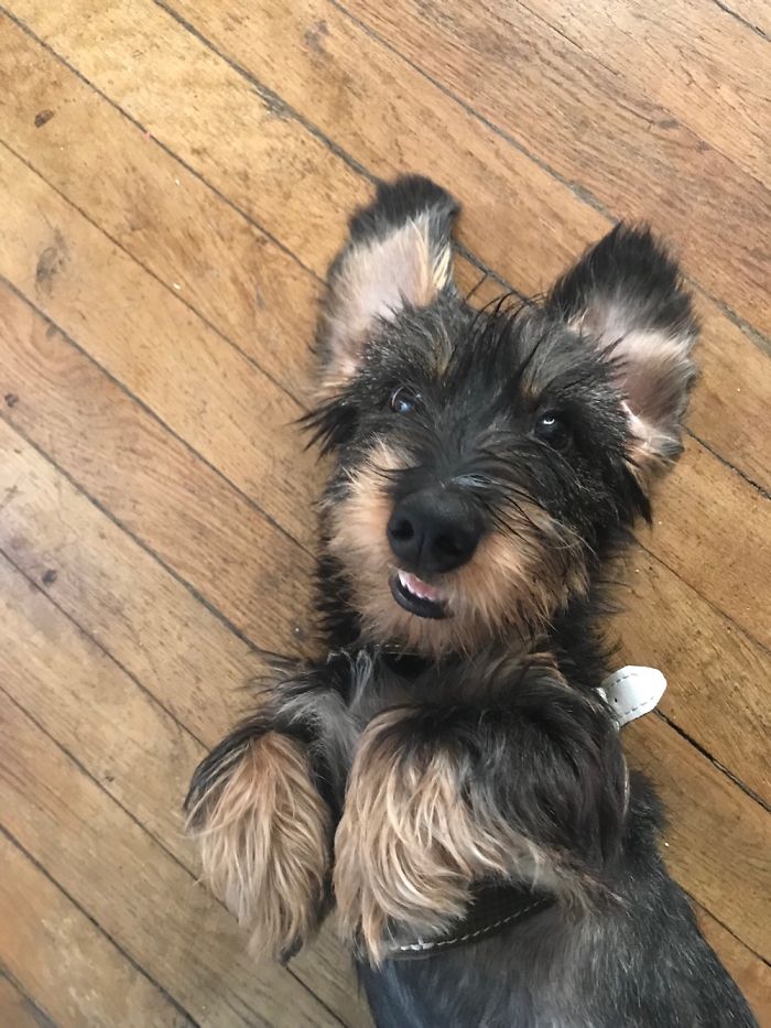 Meet Nessie, 6 Months Wirehaired Dachshund.