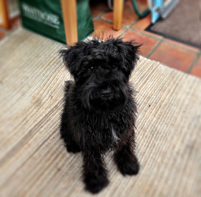 Our Mini Schnauzer, Crumpet, Before She Was Groomed For The Very First Time.