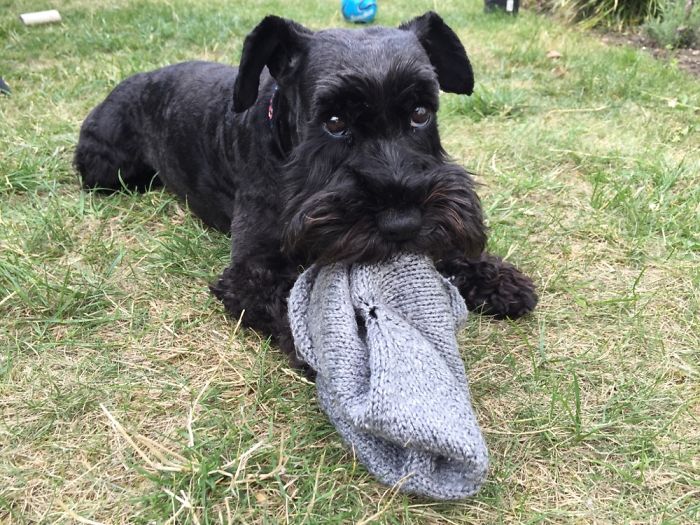 Crumpet The Mini Schnauzer Getting Busted For Stealing My Husband’s Beanie Off His Head