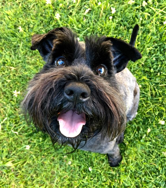 Crumpet On Her 1st Birthday After Being Groomed (Almost 6 Years Ago).