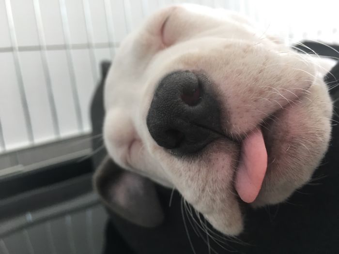 Rose, 8 Weeks And Already At Expert Cuteness Level