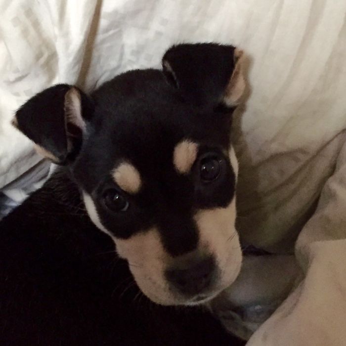 This Is Piper Pupper!!