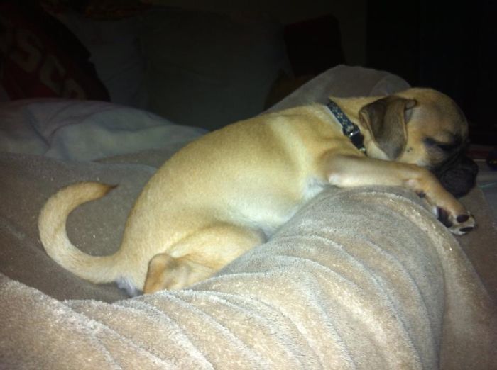 The Day We Brought Home Our Extra Little Pup!