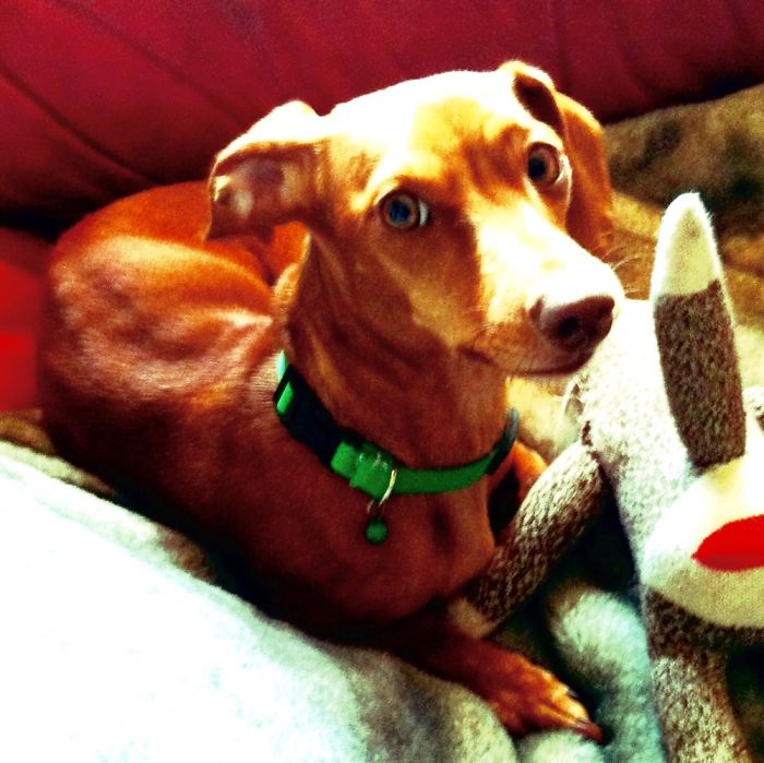 Opaline, A Week Past Her Gotcha Day, When She Was About 8 Months, Always A Ball Of Pure Love.