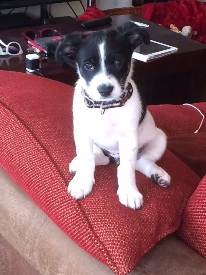 This Is Bentley, Our Jack Russel Mix, A Couple Of Days After We Adopted Him. Total Cuteness.