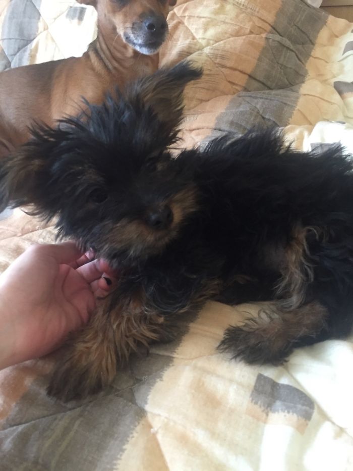 My Doggo Cesar As A Baby