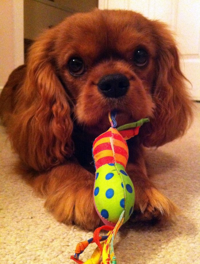 5 Years Ago, My Sweet Red Boy: Darcy