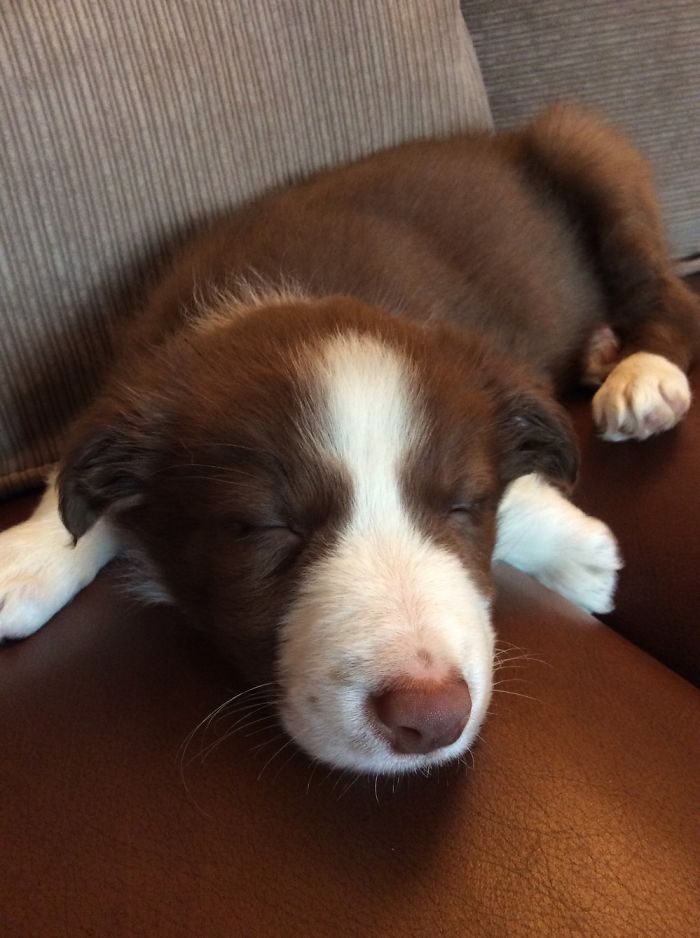 When Bob First Came Home...he Was About 10 Weeks Old And Very Naughty