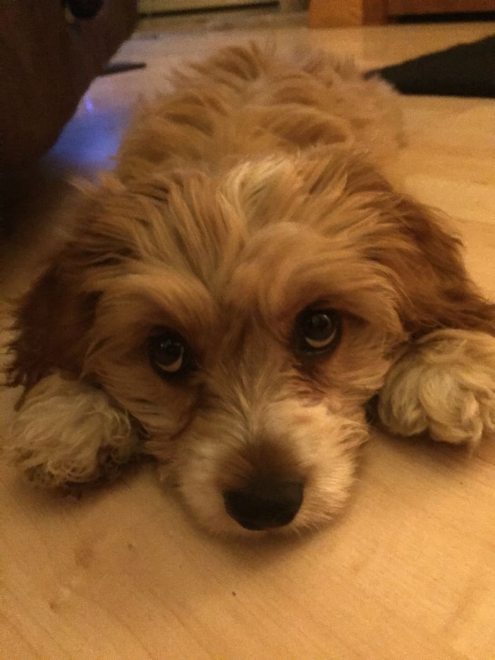 Cooper The Pooper!!! Cockapoo... Lol Those Eyes Get Me Every Time