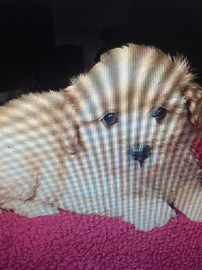 This Is The Picture Of My Pupper On Adopt A Pet That Made Me Fall In Love. Just Over 1 Now!