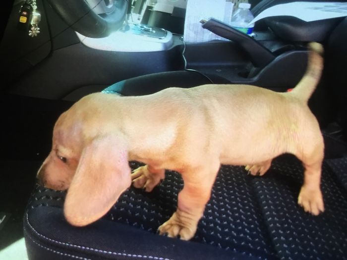 Baby Elvis, I Just Picked Him Up In This Pic