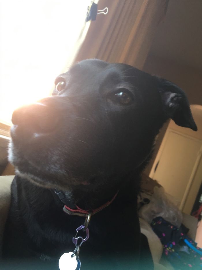 My Dog Milo, At 1 Year Old. He’s 6 Now.