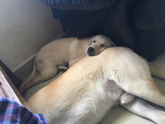 Pupper Using Butt As A Pillow