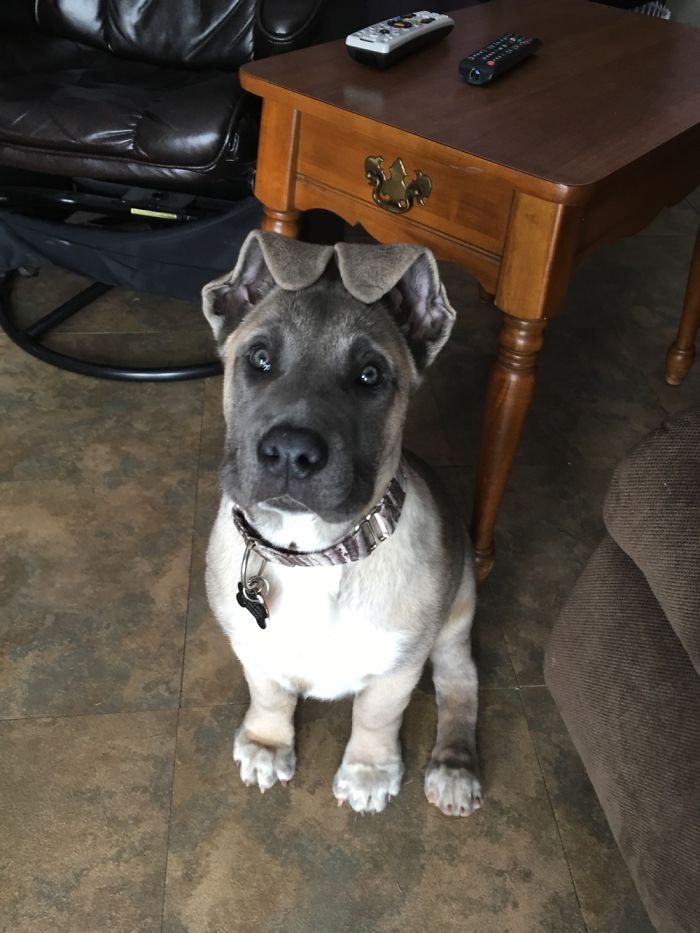 Tiny To Start, 130lbs Now!