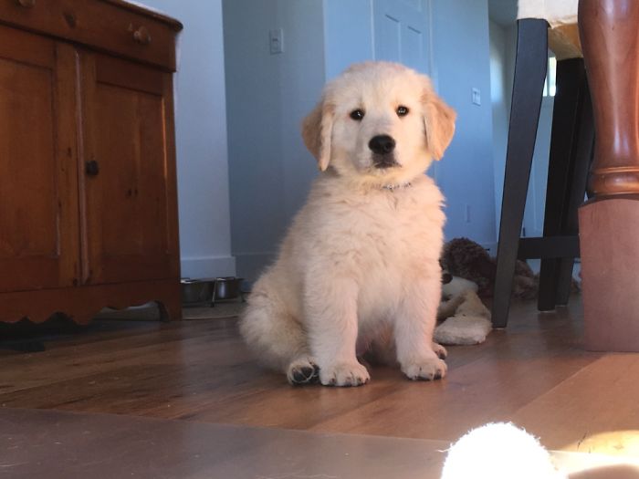 We Had Just Brought Connor Home- He Is 8 Weeks Old