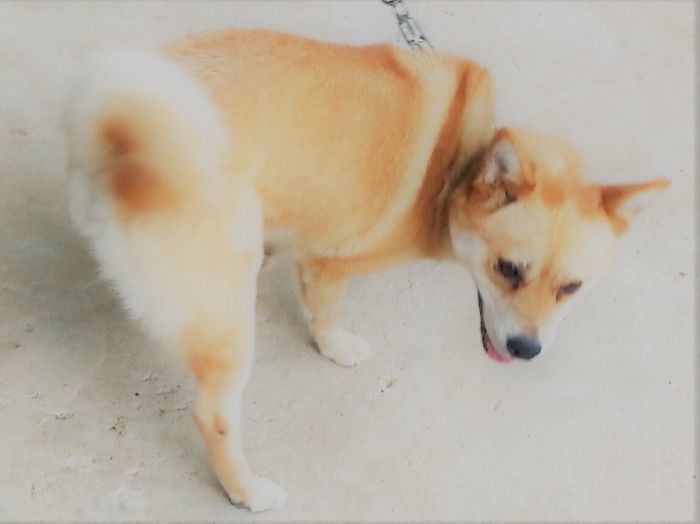 Shiba Inu Flaunting His Behind