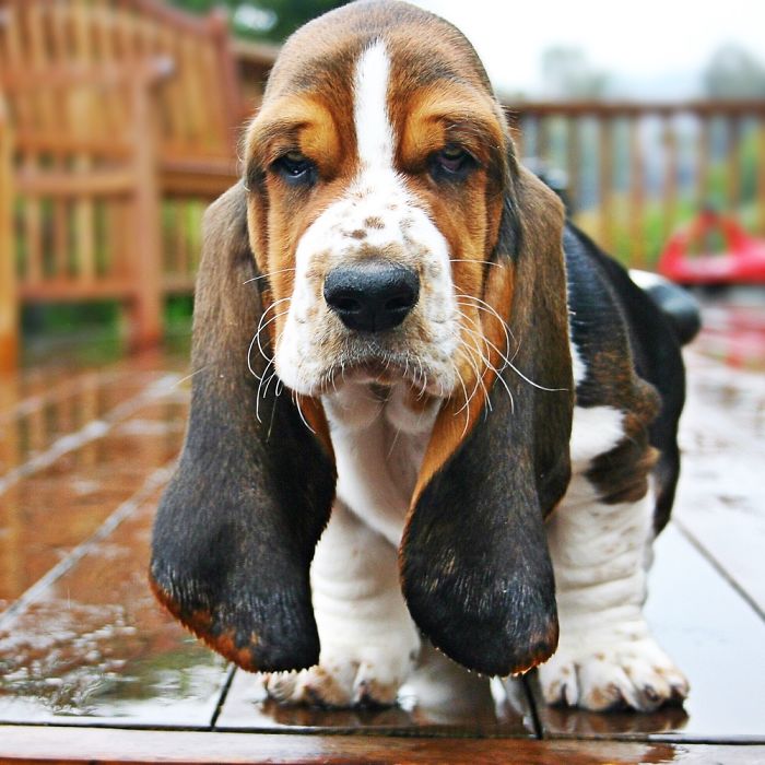 Gustav. He’s Grew Into The Ears, But He Still Steps On Them From Time To Time. @beauregardbasst