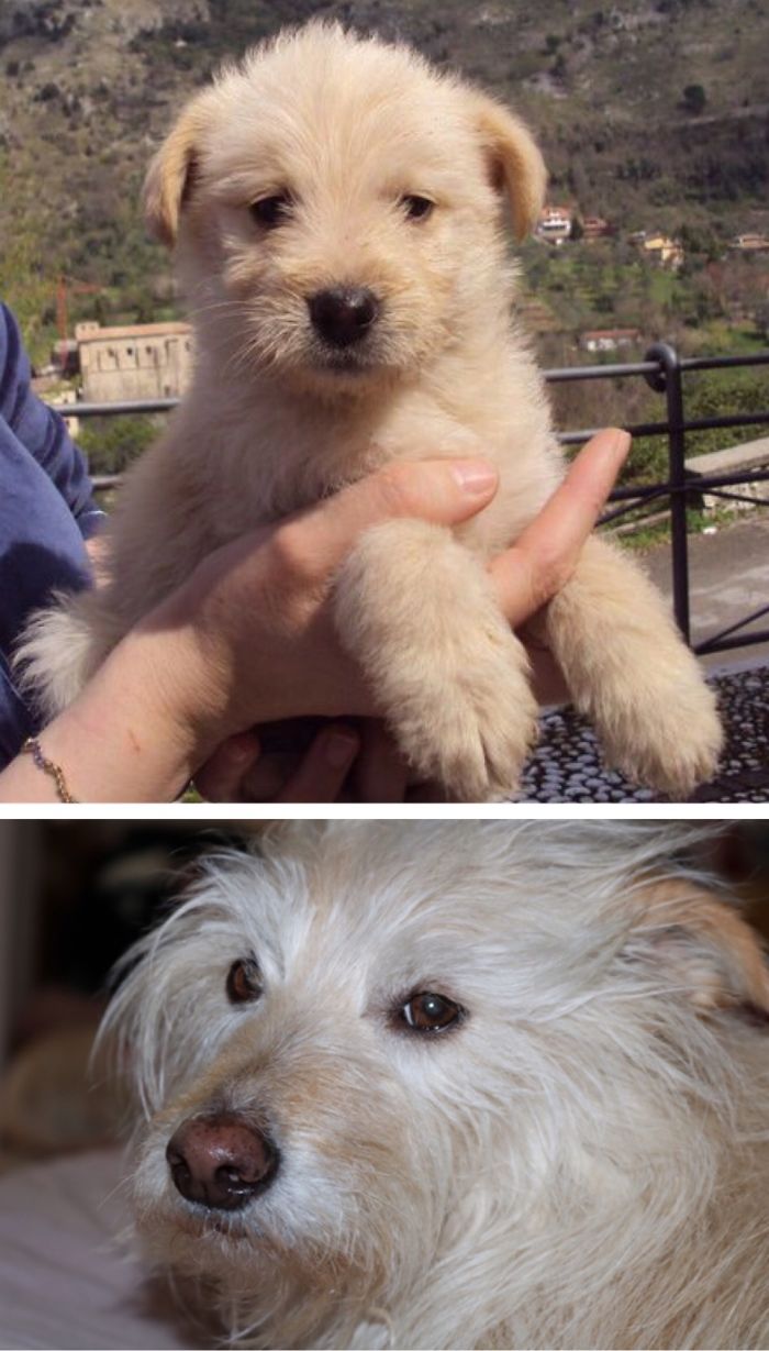 This Is Nala! In The First Picture She Was Nearly 2 Months Old And Now She Recently Turned 7!